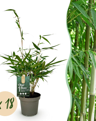 18 x Bamboe | Fargesia robusta Pingwu | Bladhoudend | Niet Woekerend | Groen