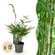 18 x Bamboe | Fargesia robusta Pingwu | Bladhoudend | Niet Woekerend | Groen
