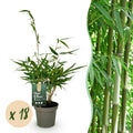 18 x Bamboe | Fargesia robusta Pingwu | Bladhoudend | Niet Woekerend | Groen