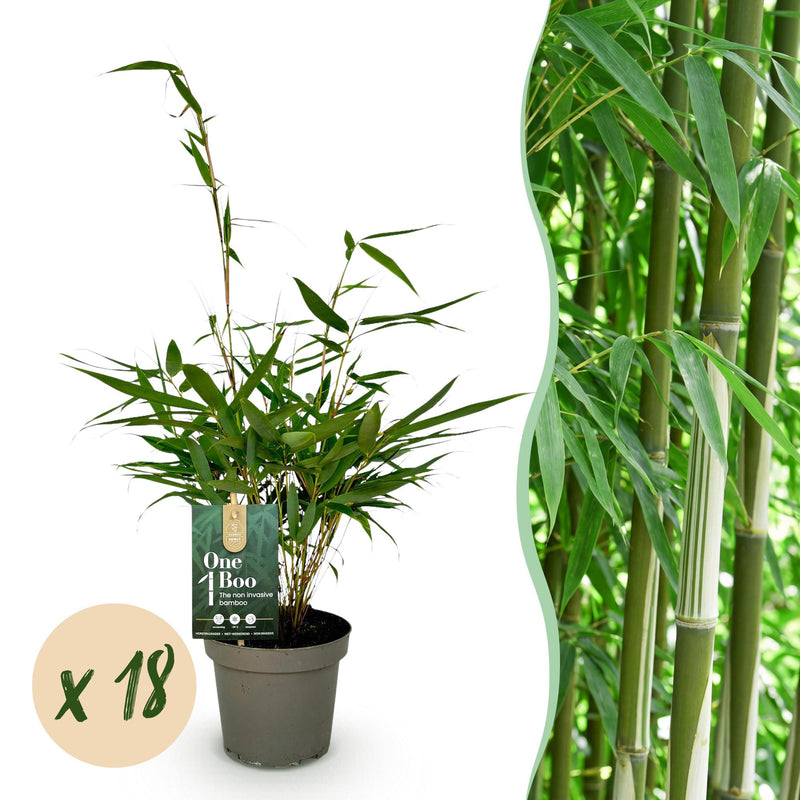 18 x Bamboe | Fargesia robusta Pingwu | Bladhoudend | Niet Woekerend | Groen
