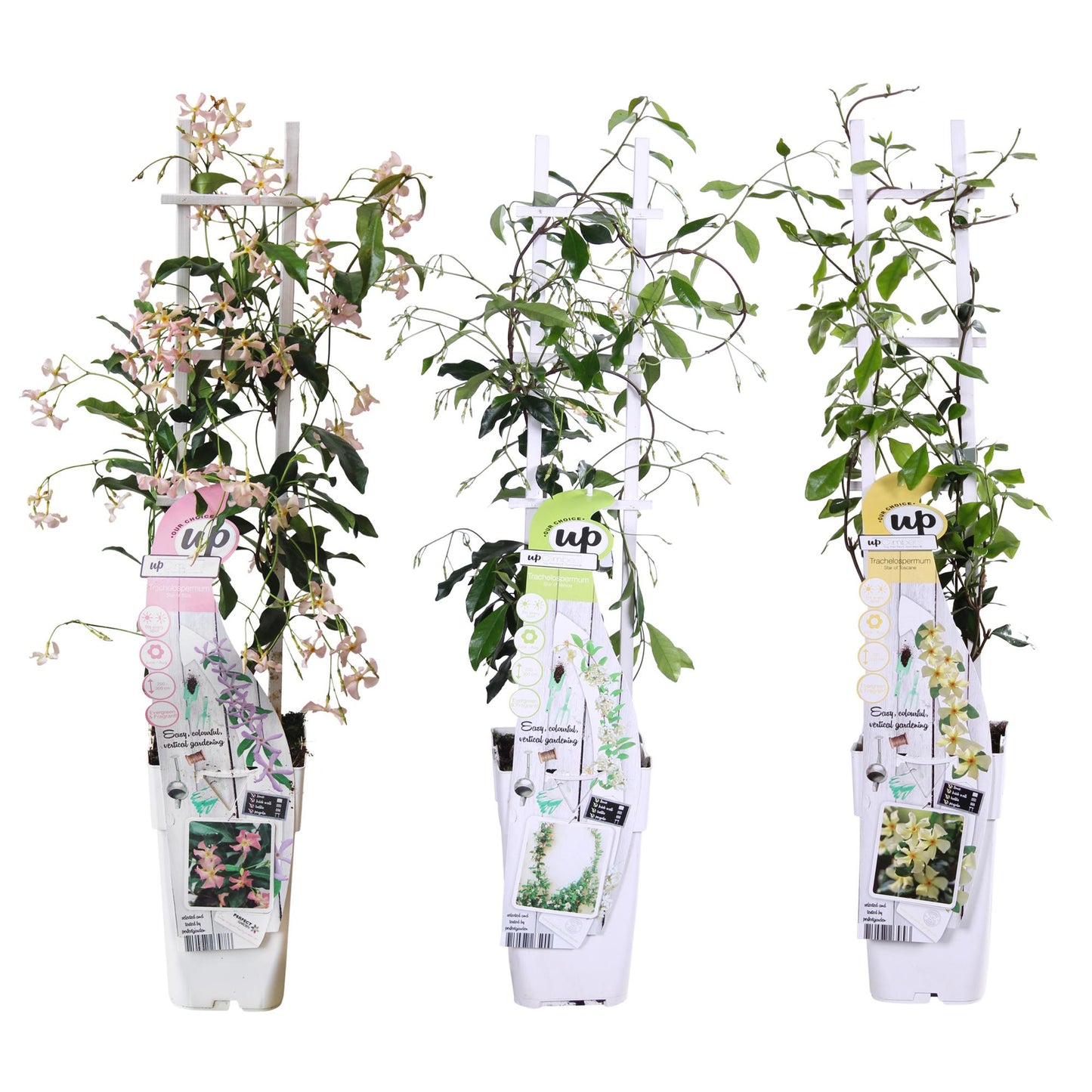 Trachelospermum Mix – Geurende Kamerplant Ø15cm, 65cm Hoog. 3 x  stuks