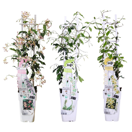Trachelospermum Mix – Geurende Kamerplant Ø15cm, 65cm Hoog. 3 x  stuks