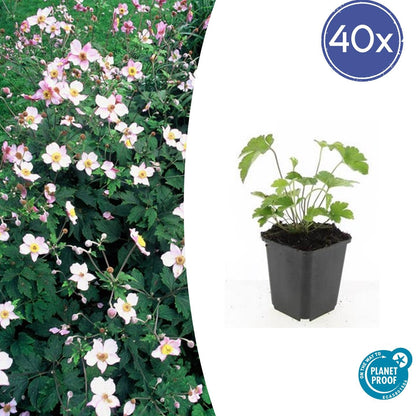 Anemone tom. 'Robustissima' paars-blauwe bloemen in bloembed