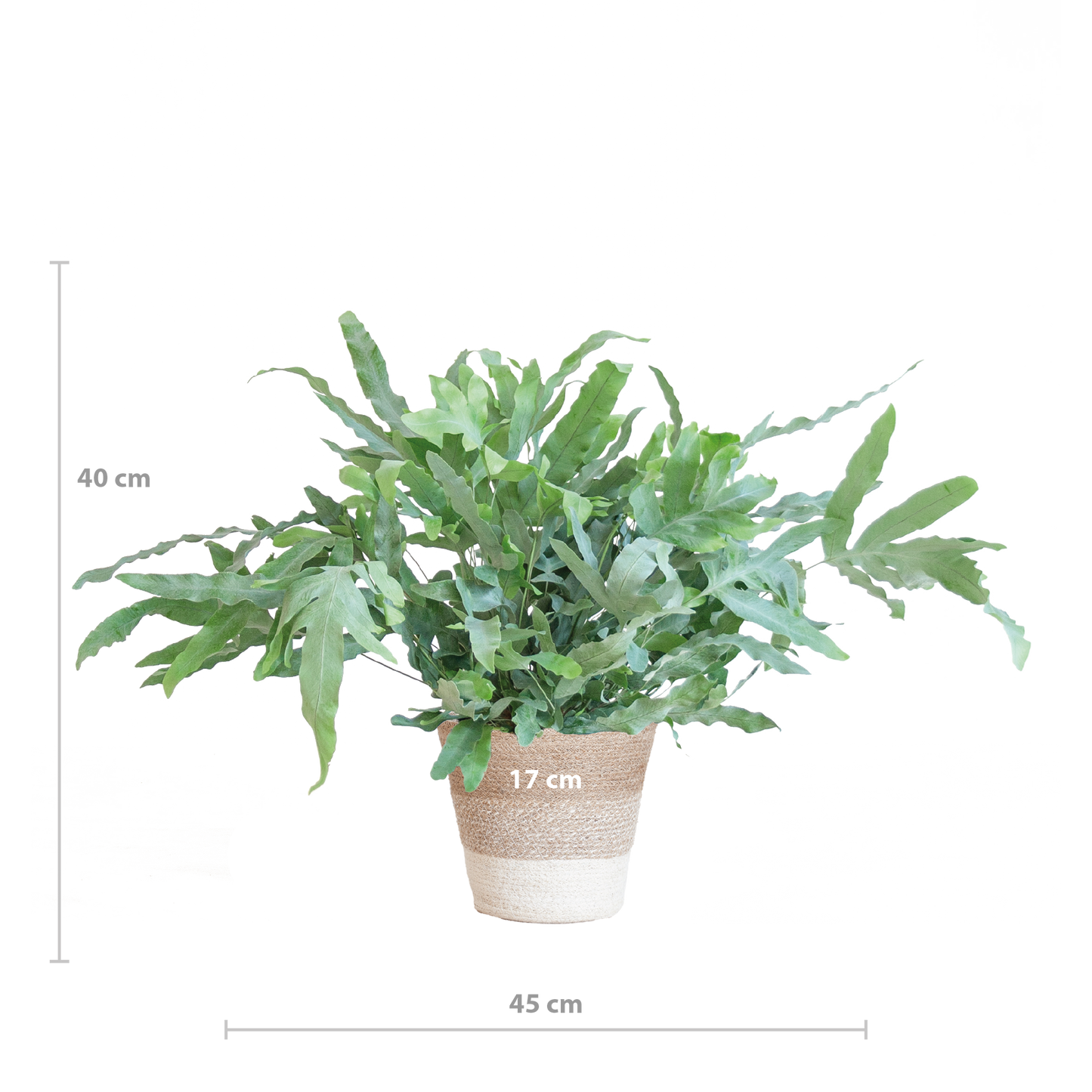 Phlebodium Aureum 'Blue Star' met Mand Lissabon Kamerplant