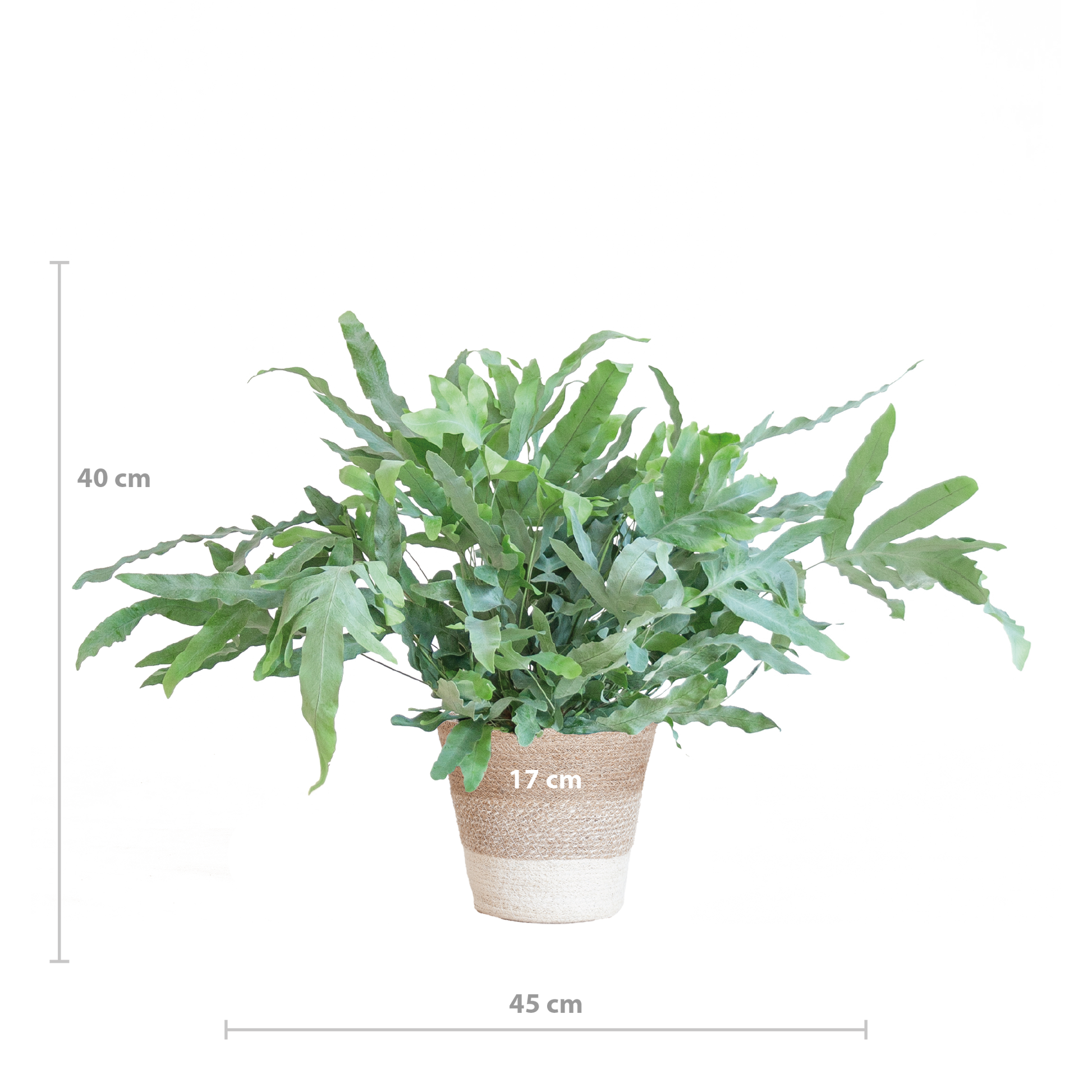 Phlebodium Aureum 'Blue Star' met Mand Lissabon Kamerplant