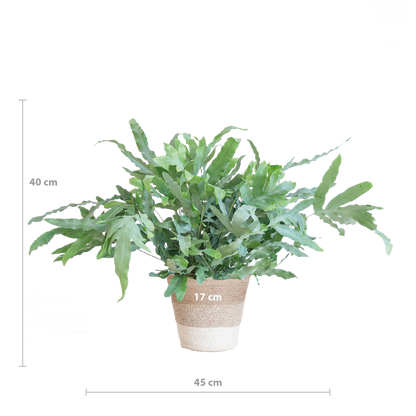 Phlebodium Aureum 'Blue Star' met Mand Lissabon Kamerplant
