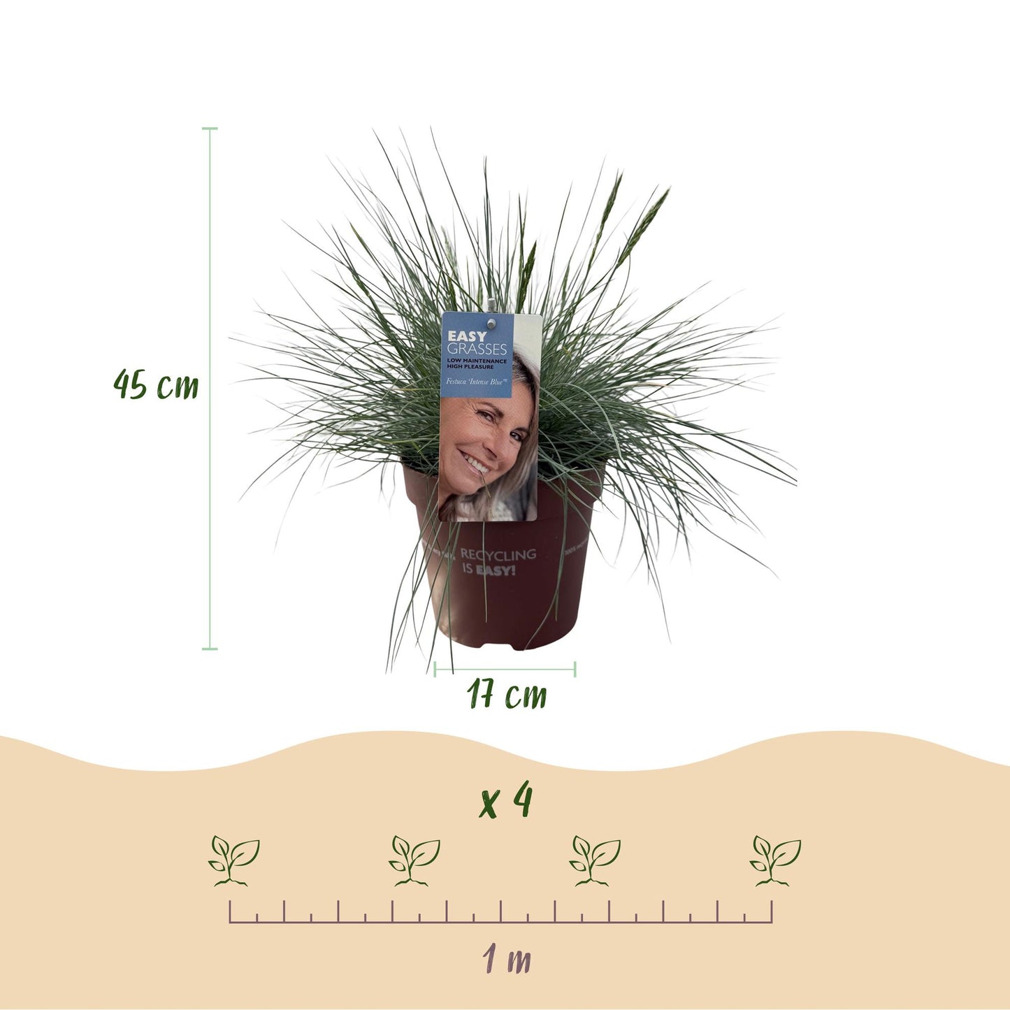 Siergrassen - 4 Planten - Blauw - Geel - Groen - Rood - Bladhoudend - Weinig Onderhoud - Pot 17cm Hoogte 50cm