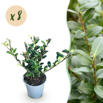 8 x | Ilex crenata Caroline Upright | Blad Groen |Groenblijvend