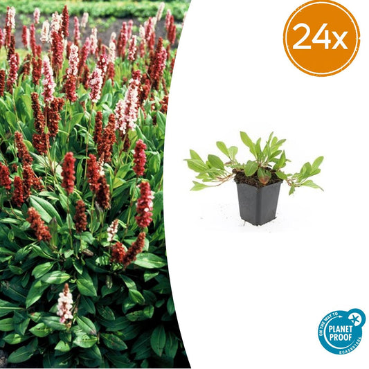 Persicaria aff. 'Darjeeling Red' - Tuinplant