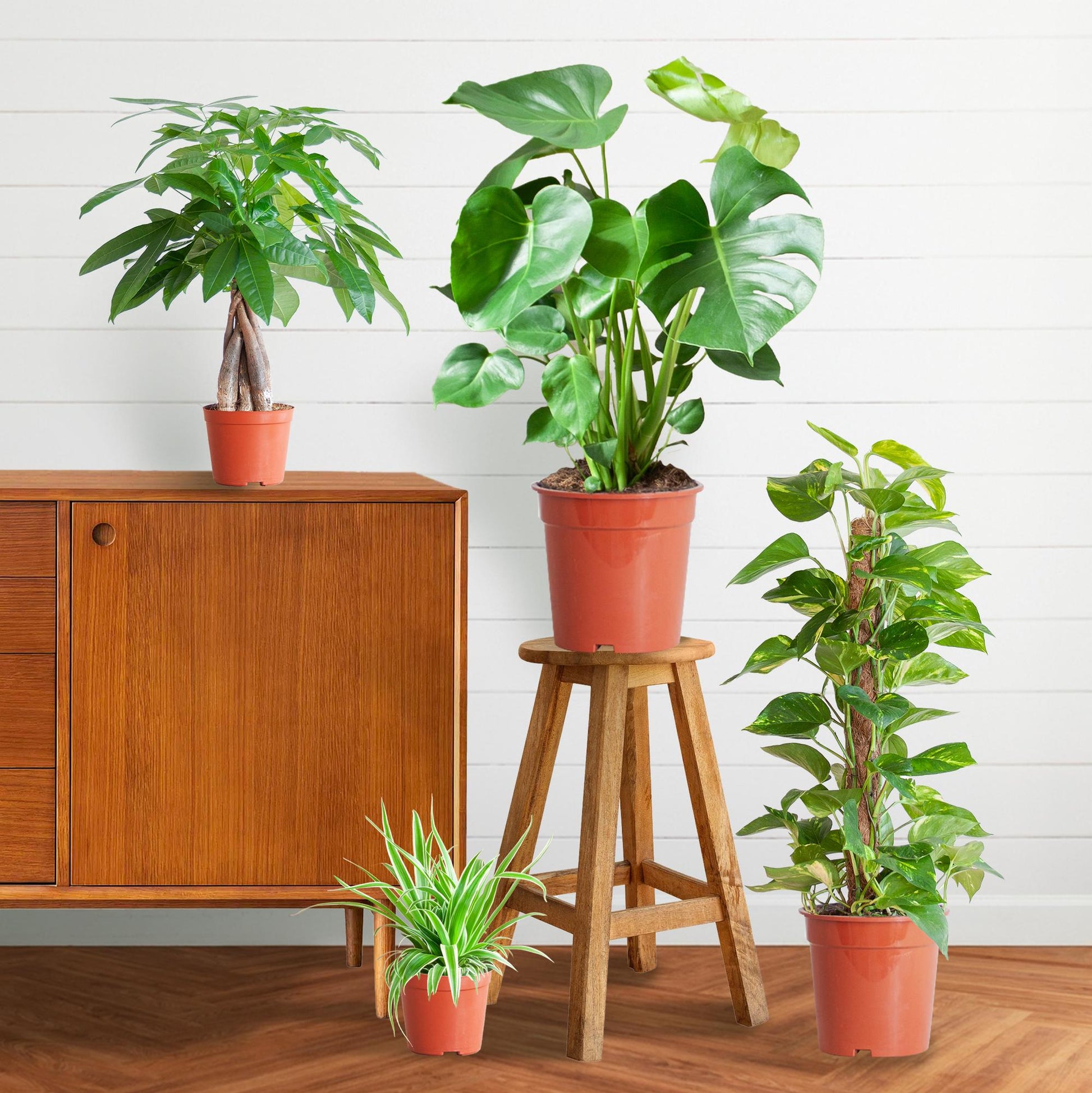 Makkelijke Plantenbox met 4 onderhoudsvriendelijke kamerplanten: Chlorophytum, Pachira, Epipremnum Mosstok en Monstera, zonder sierpot.