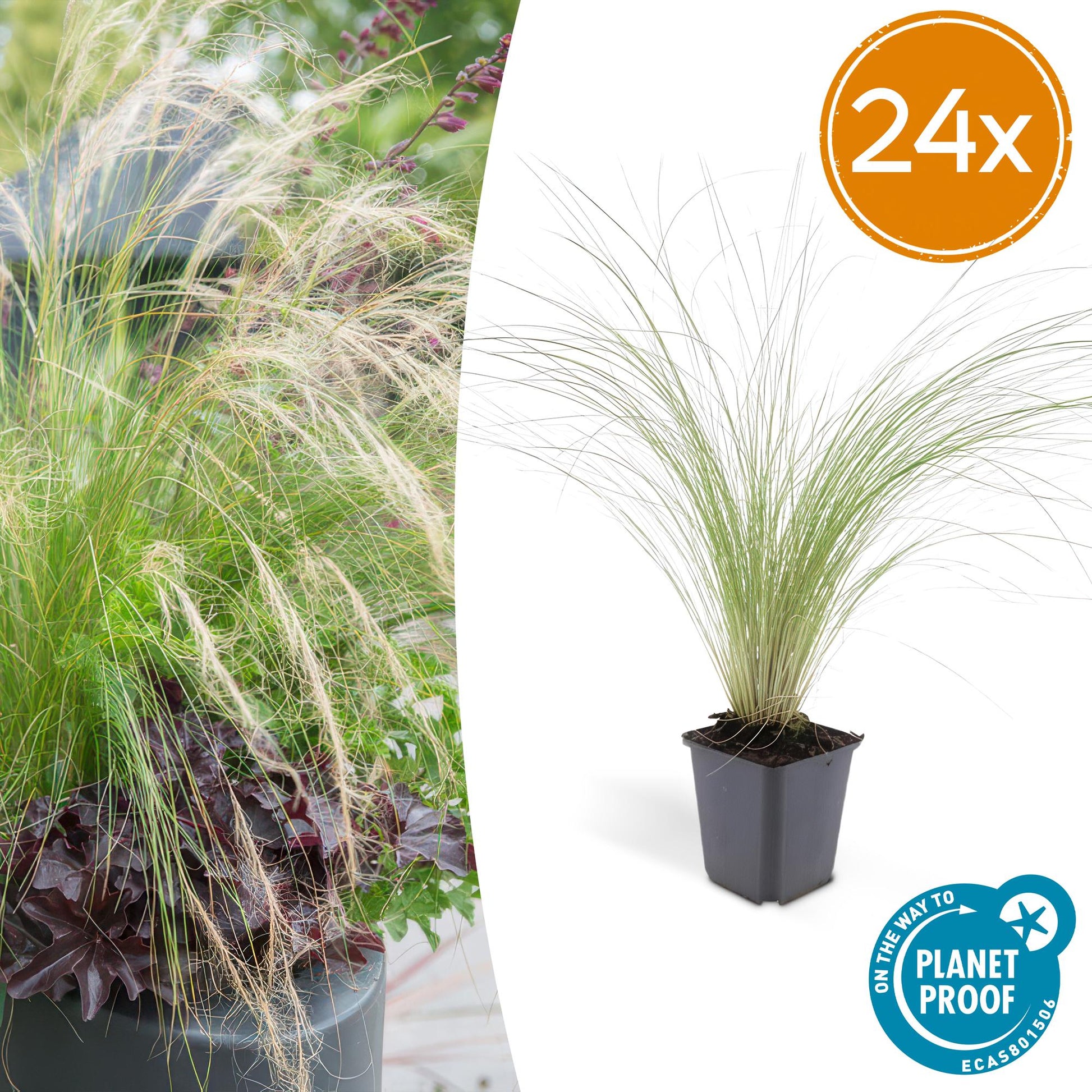 24x Stipa tenuissima ‘Ponytails’, sierlijk siergras met fijne, luchtige bladeren en witte pluimen, ideaal voor zonnige borders en tuinen.