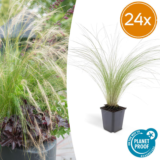 24x Stipa tenuissima ‘Ponytails’, sierlijk siergras met fijne, luchtige bladeren en witte pluimen, ideaal voor zonnige borders en tuinen.