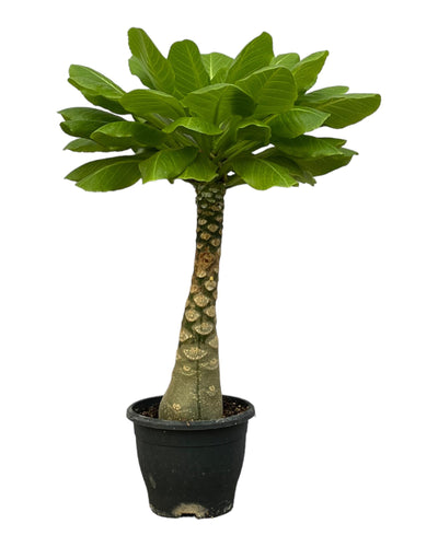 Brachychiton insignis (ook bekend als de Hawaiiaanse palm, maar dit is een verkeerde naam voor deze soort) is een plantengeslacht met verschillende soorten struiken en bomen, oorspronkelijk uit Australië, die bekend staan om hun dikke stammen waarin ze water opslaan voor droge periodes. 