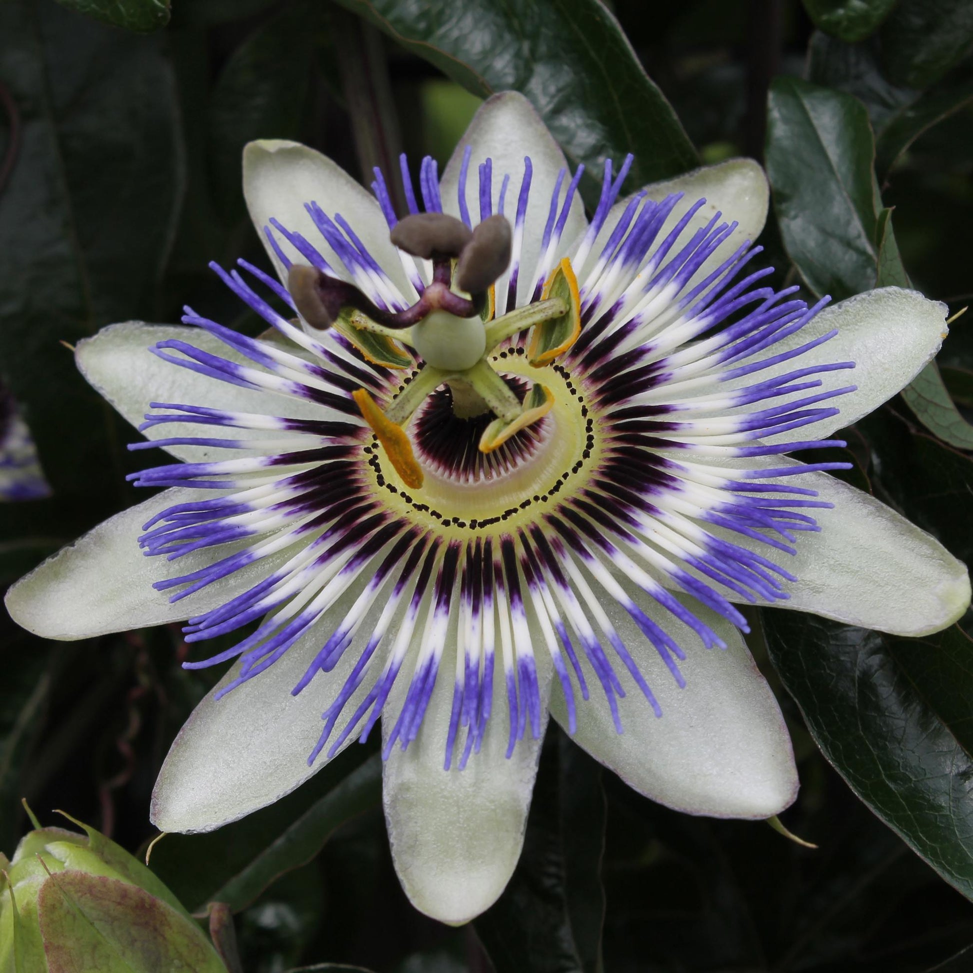 Passiflora Blauw caerulea - Ø15cm - ↕65cm Planttoday.nl