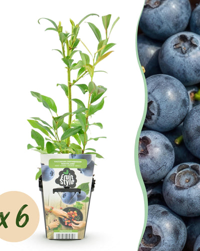 Blauwe bessenplant in pot voor tuin en balkon