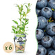 Green boutiQ - Fruit Plants - Blueberry - Vaccinium corymbossum Northland - Winter Hardy - 6 Plants - Pot 9 cm - Blueberry