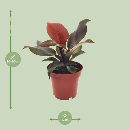 Philodendron Imperial Red / Sunlight in pot Ø12 cm – hoogte ca. 25 cm, hartvormige dieprode bladeren