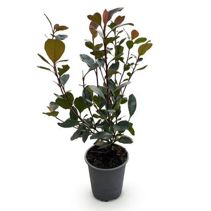 8 x Haagplanten | Photinia Little Red Robin | Blad Rood