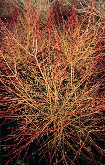 Cornus sanguinea 'Anny's Winter Orange' met feloranje takken – wintergroene sierstruik in pot Ø9 cm