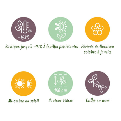 Plant op Stam | Laurus nobilis | Terras Plant