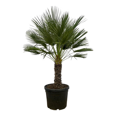 Grote dwergpalm op stam voor terras en woonkamer