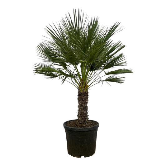 Grote dwergpalm op stam voor terras en woonkamer