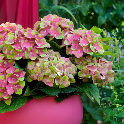 Terrasplant - Hortensia - Hydrangea Magical Green Fire - Roze Groen - 6-10 Bloemen - 2 Planten - Pot 23cm Hoogte 55cm