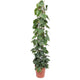 Philodendron scandens | Houseplant | Heart-leaved climber