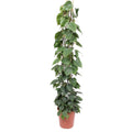 Philodendron Scandens Green Wonder met glanzende hartvormige bladeren en gaasrek.Philodendron scandens | Kamerplant | Hartbladige klimplant