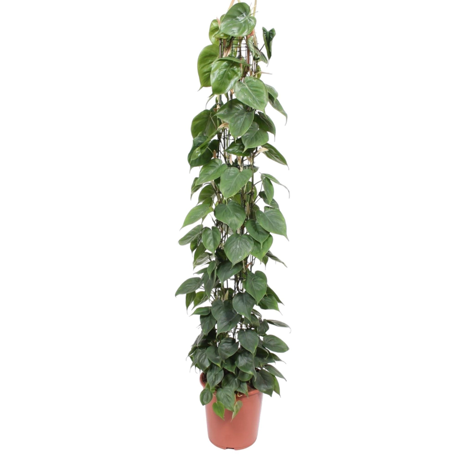 Philodendron Scandens Green Wonder met glanzende hartvormige bladeren en gaasrek, hoogte 160 cm, pot Ø27 cm