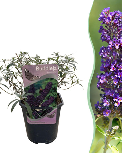 Buddleja davidii Black Night | Buitenplant | Vlinderstruik - Planttoday