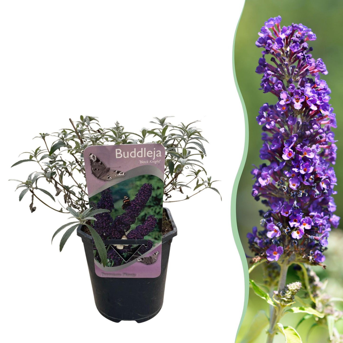 Vlinderstruik - Buddleja davidii Black Night - Bloem Paars - 1 Plant - Bladverliezend - Vlinderlokkend -  Pot 17cm Hoogte 25cm