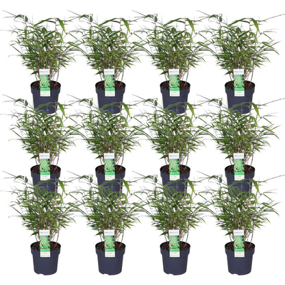 12 x | Fargesia rufa | Bamboo Garden Plant