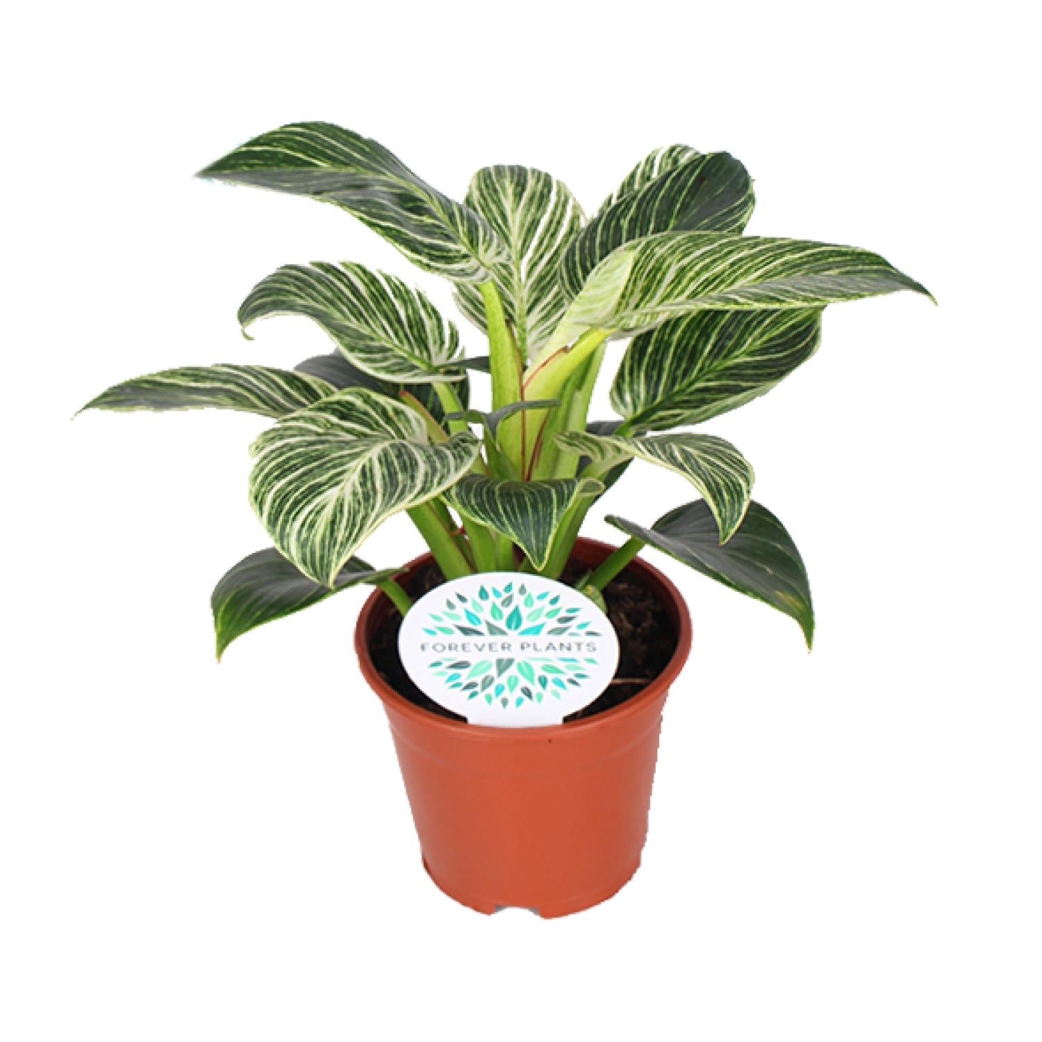 Philodendron Birkin kamerplant met witte strepen – 25 cm hoog in pot Ø14 cm
