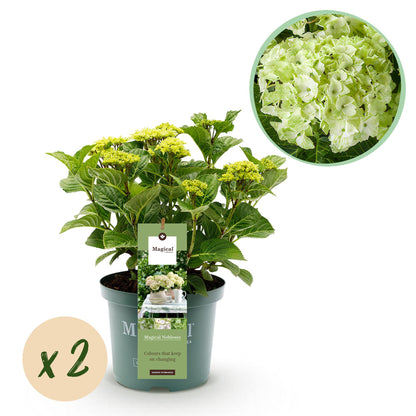 Hortensia - Hydrangea Magical Nobless - Wit - 6-10 Bloemen - 2 Planten - Pot 23cm Hoogte 55cm