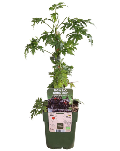 Rubus fruticosus | 'Thornless Evergreen' | Doornloze Braam