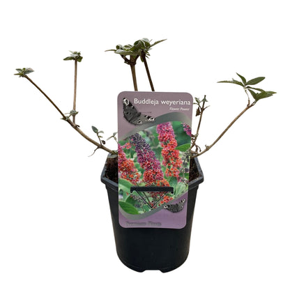 Vlinderstruik - Buddleja davidii Flower Power - Bloem Oranje Paars  - Bladverliezend - Vlinderlokkend -  Pot 17cm Hoogte 30cm