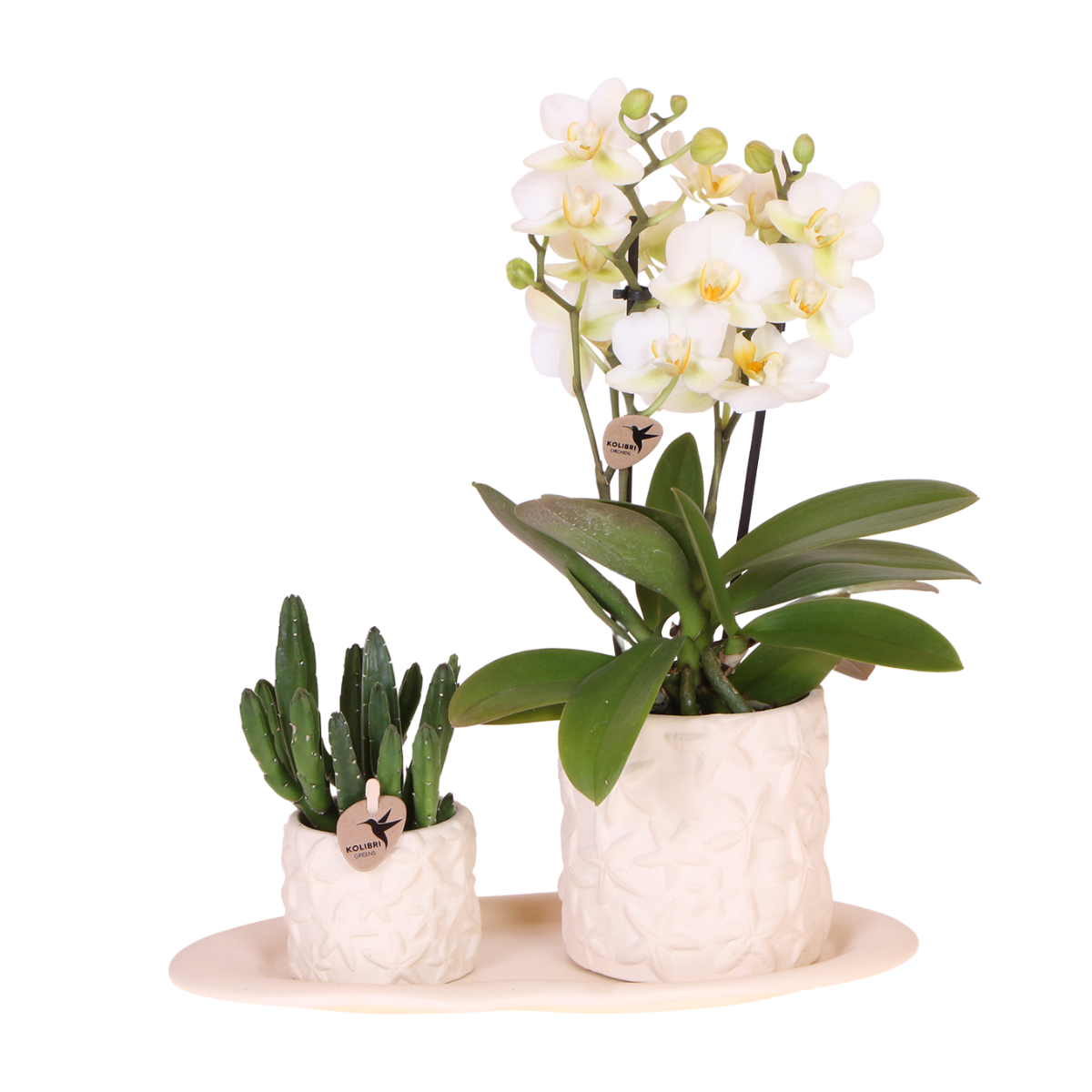 Plantenset Star Fish small | Witte Phalaenopsis Orchidee Lausanne en Succulent incl. keramieken sierpotten op wit organisch dienblad