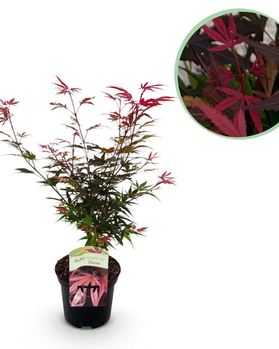 Acer palmatum 'Shaina' – Compacte Roodbladige Esdoorn