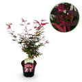 Acer palmatum Shaina | Outdoor plant | Japanese maple