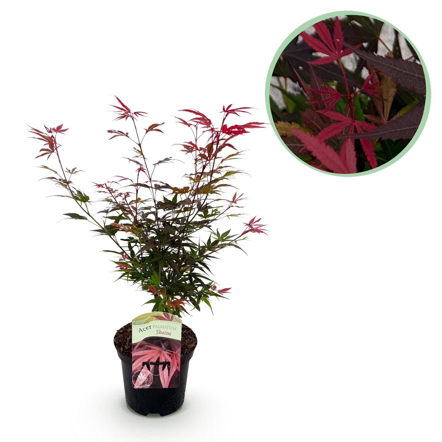 Japanse Esdoorn - Acer palmatum Shaina - Rood - 1 Plant - Bladverliezend