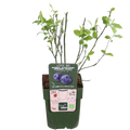 Vaccinium corymbosum 'Reka' | Blauwe bes | Bio Fruit
