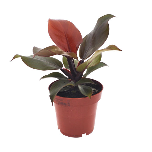 Philodendron Imperial Red / Sunlight in pot Ø12 cm – hoogte ca. 25 cm, hartvormige dieprode bladeren