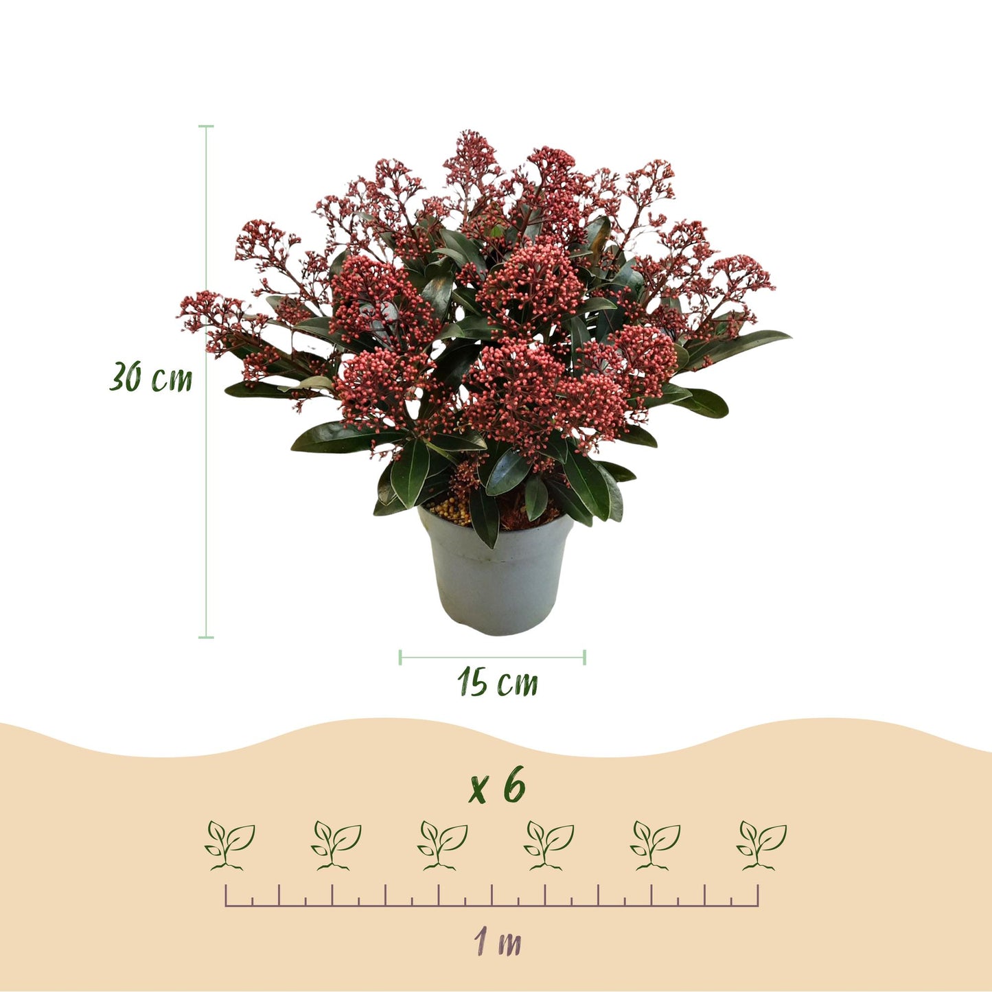 2x Skimmia japonica Rubella | Flower Red