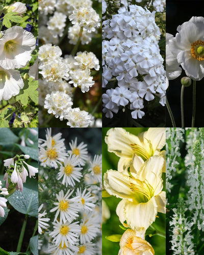 Witte Borderplant – Elegante Rust voor uw Tuin