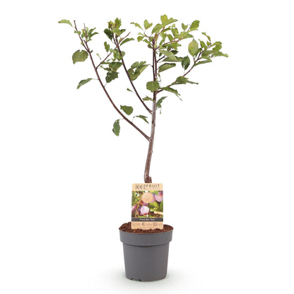 Fruitplant - Pruimen boom - Prunus domestica Opal - Geel Rode Vrucht - Pot 21cm Hoogte 90cm