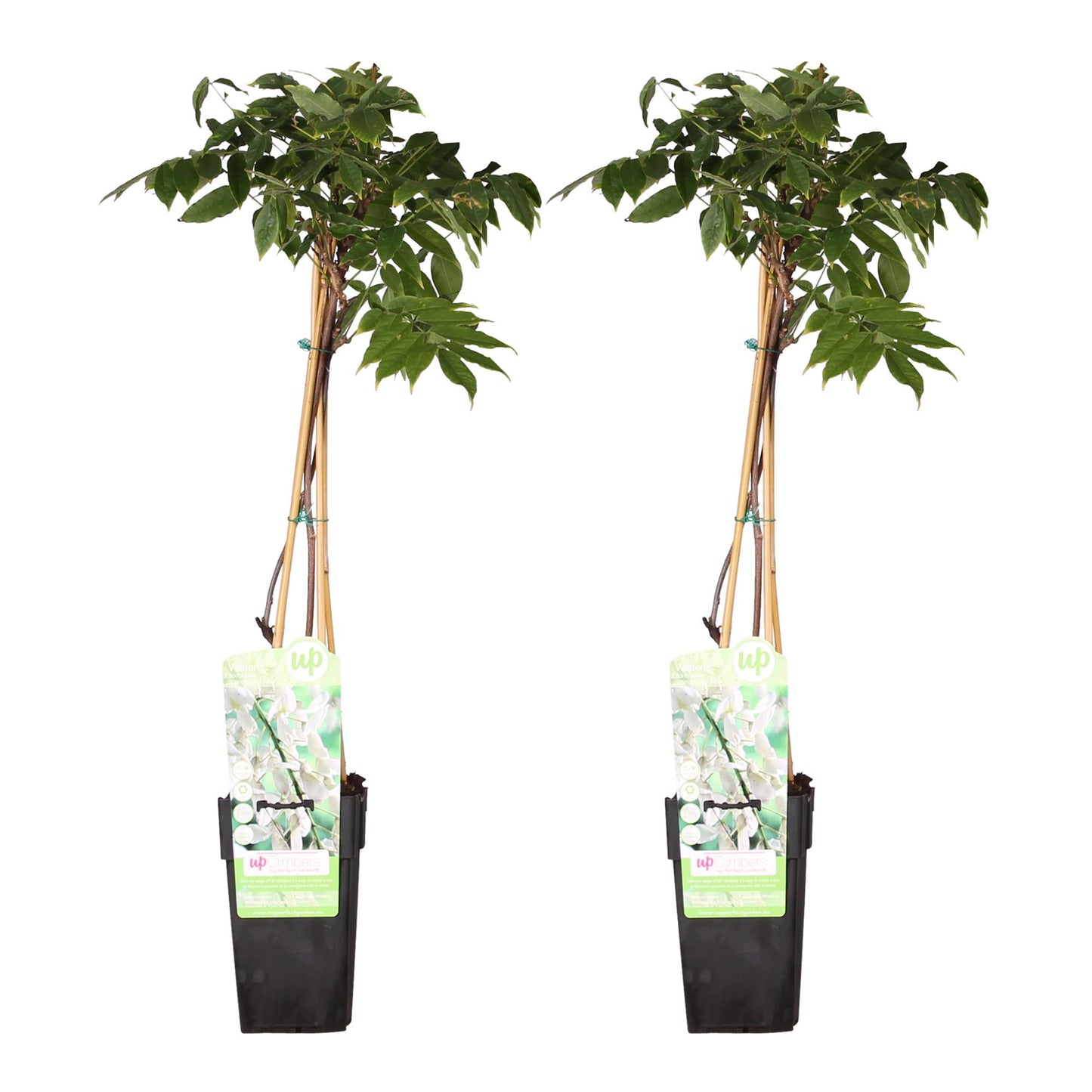 2x Wisteria floribunda 'Longissima Alba' - ↨65cm - Ø15 - Weißer Regen.