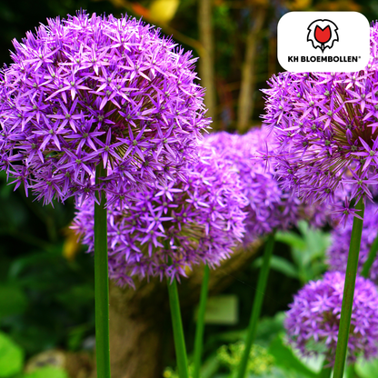 Allium Globemaster, paarse Allium bloemen, grote sierui planttoday