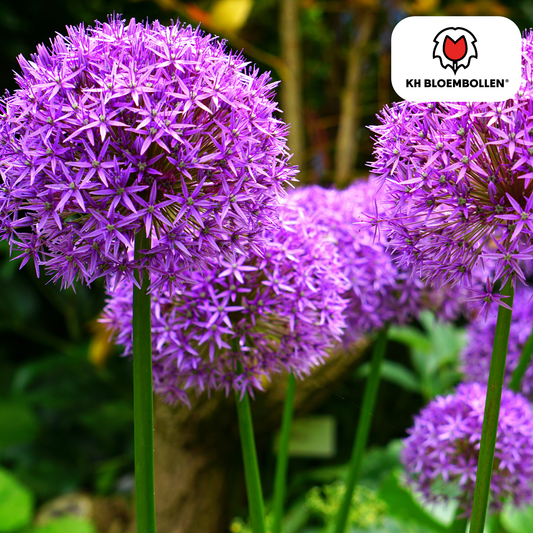 Allium Globemaster, paarse Allium bloemen, grote sierui planttoday