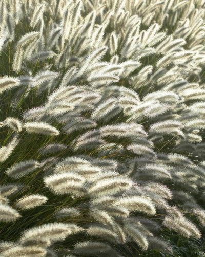 Pennisetum alopecuroides 'Hameln' siergras van 10–25 cm in Ø9 cm pot – romige pluimen, onderhoudsvriendelijk siergras voor borders, potten en tuindecoratieLampenpoetsersgras ‘Hameln’

Dit is de gangbare Nederlandse benaming die vaak wordt gebruikt in tuincentra en op plantwebshops.